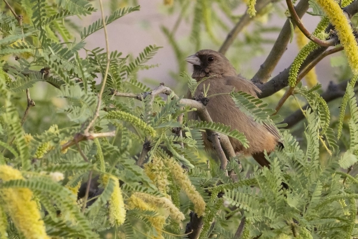 Abert's Towhee - Ryan Trenkamp