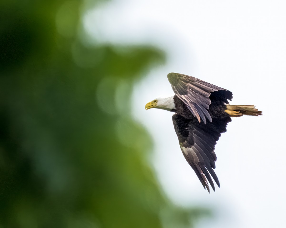 Weißkopf-Seeadler - ML570420601