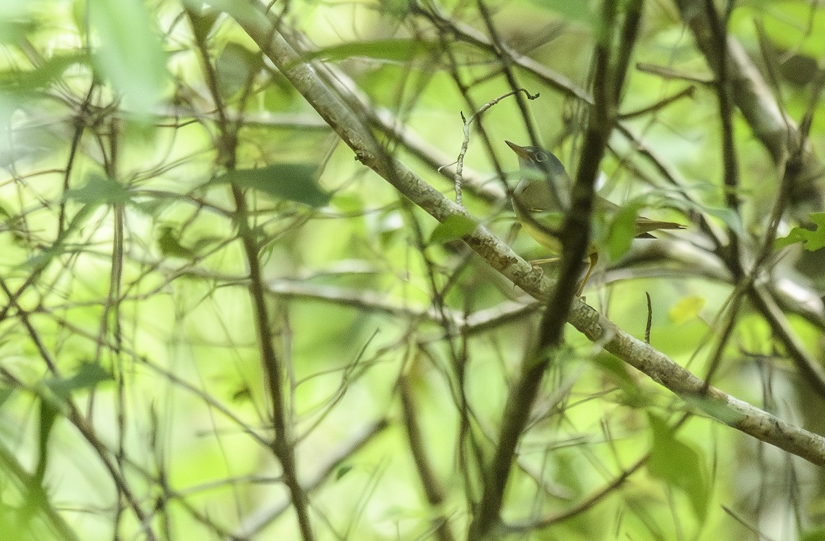 Connecticut Warbler - ML570420681