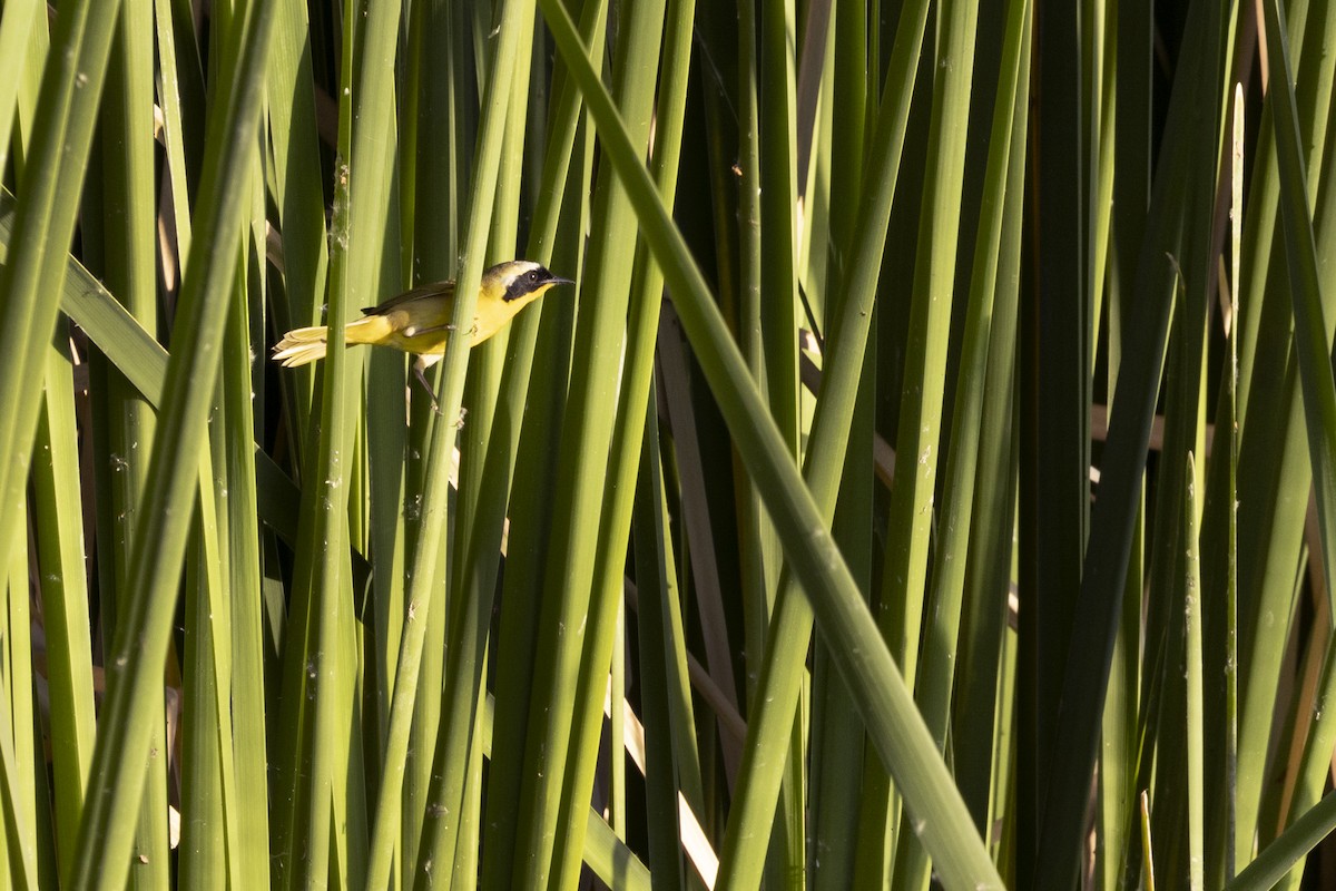 Common Yellowthroat - ML570420781