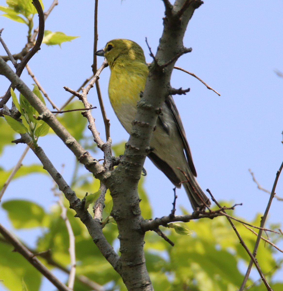 Yellow-throated Vireo - Kim  Garrison