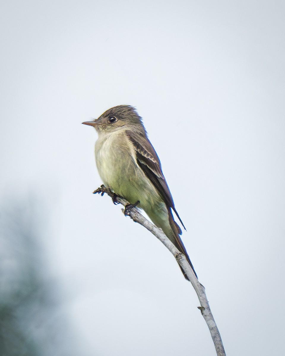 Eastern Wood-Pewee - Jamie B Wagner