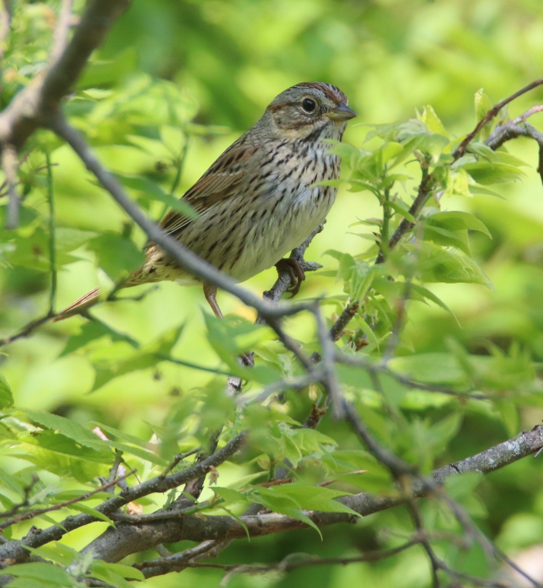 Lincoln's Sparrow - Kim  Garrison