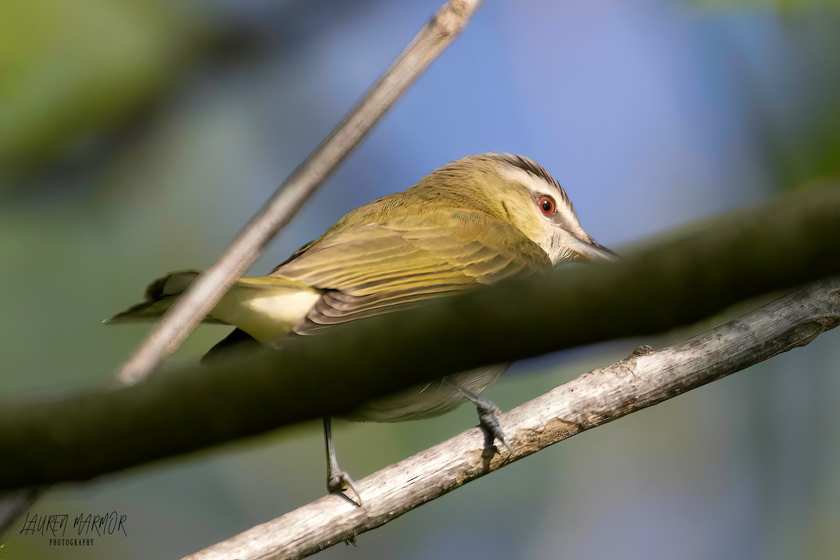 Red-eyed Vireo - Lauren Marmor