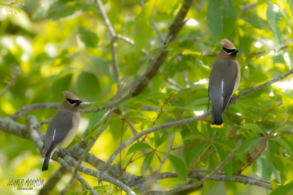 Cedar Waxwing - ML570422531