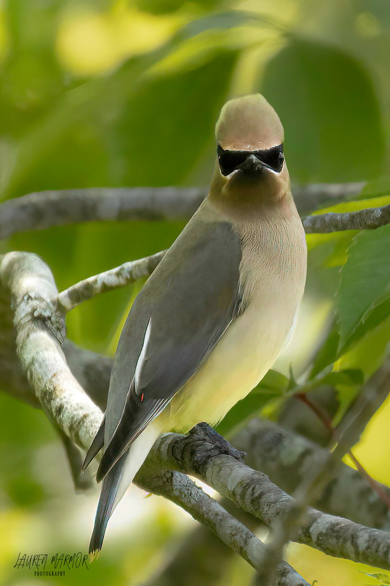 Cedar Waxwing - ML570422561