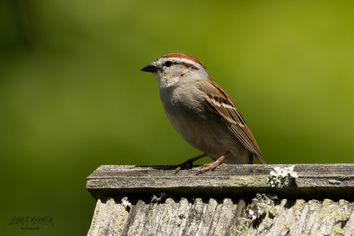 Chipping Sparrow - ML570422721