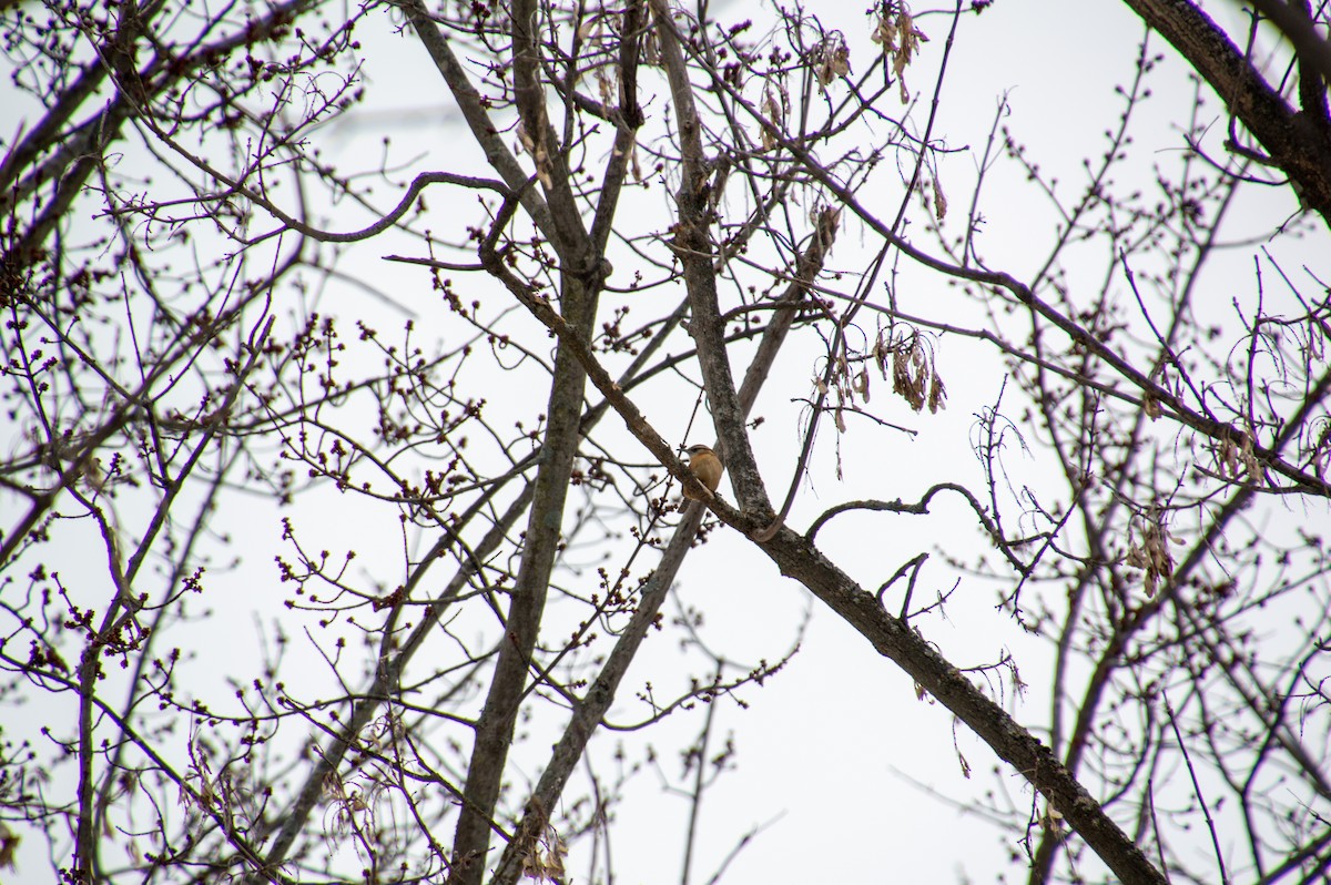 Carolina Wren - ML570422801