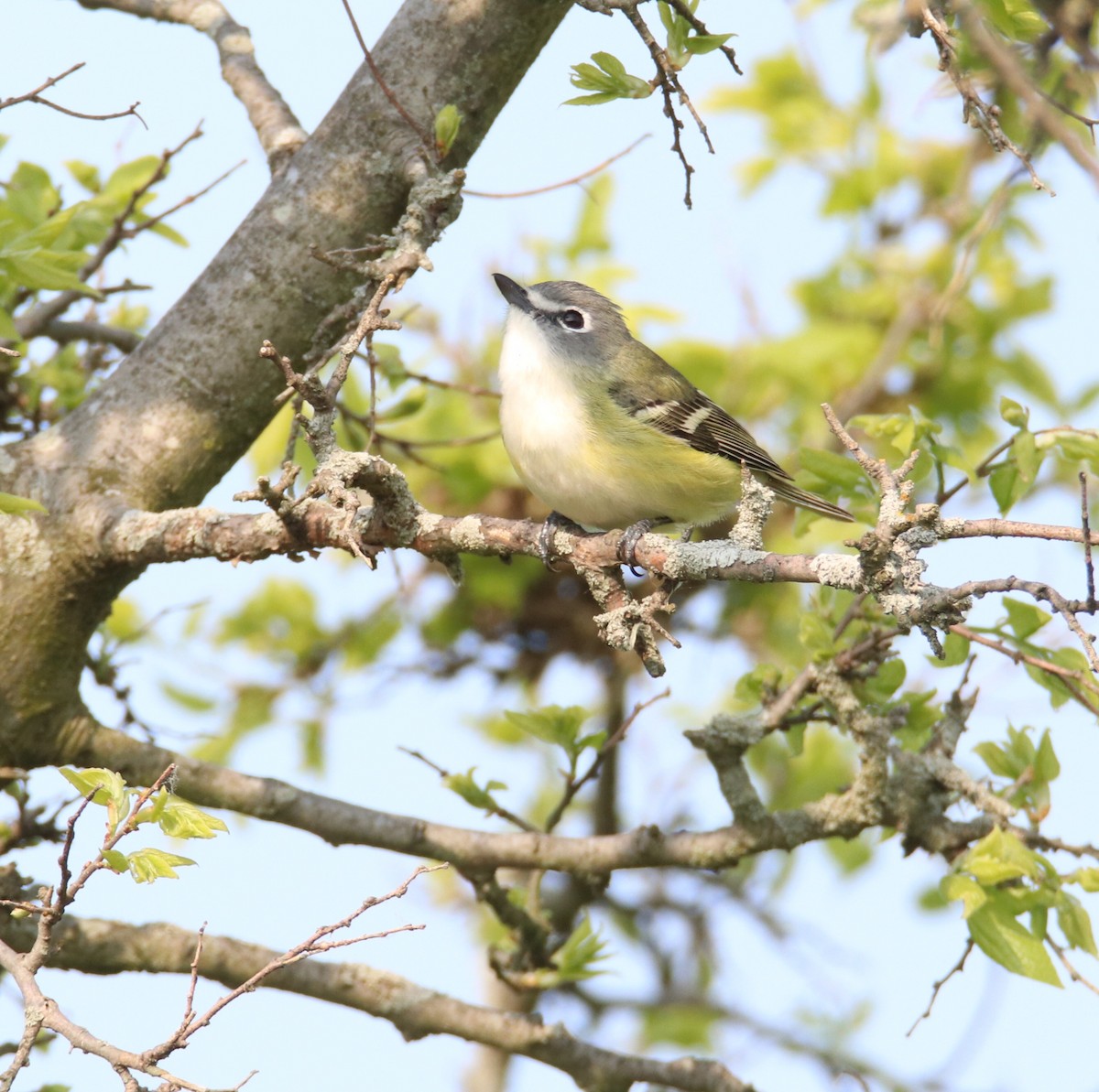 Vireo Solitario - ML570423011