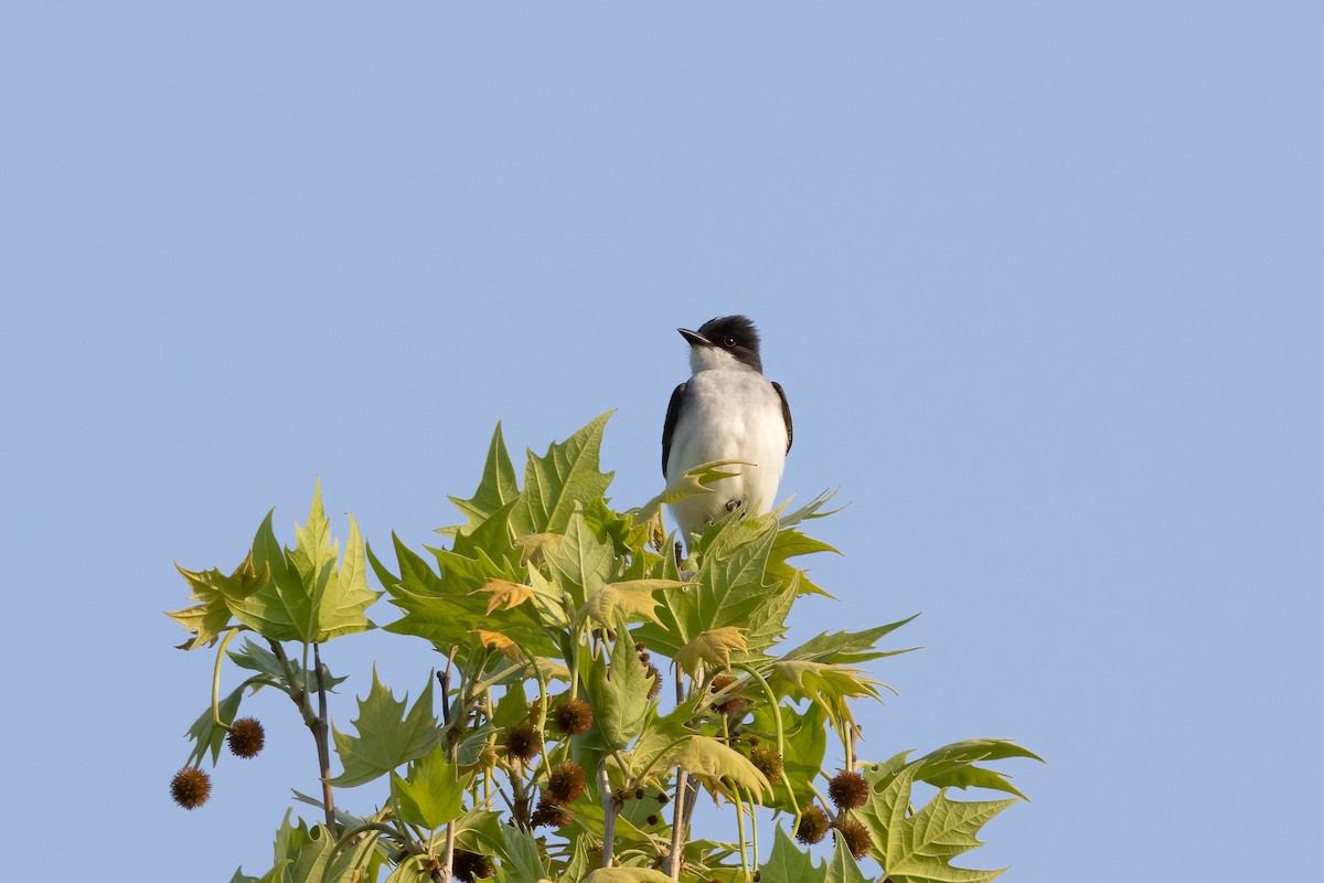 Eastern Kingbird - ML570423161