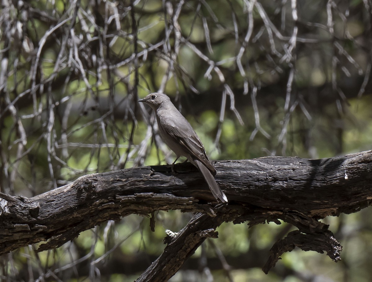Townsend's Solitaire - ML570423231