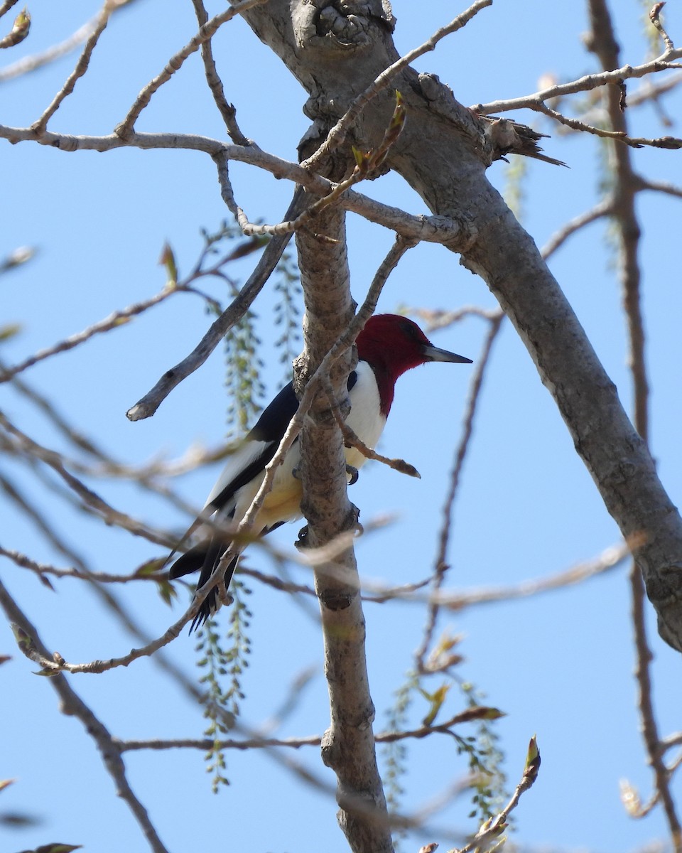 Pic à tête rouge - ML570423361