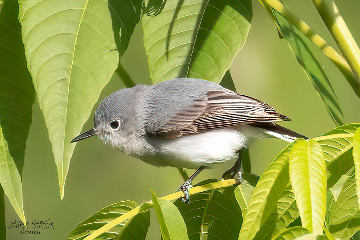 Blue-gray Gnatcatcher - ML570423451