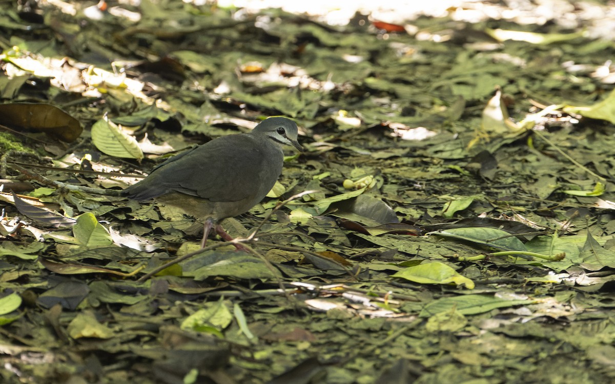 Purplish-backed Quail-Dove - ML570423961