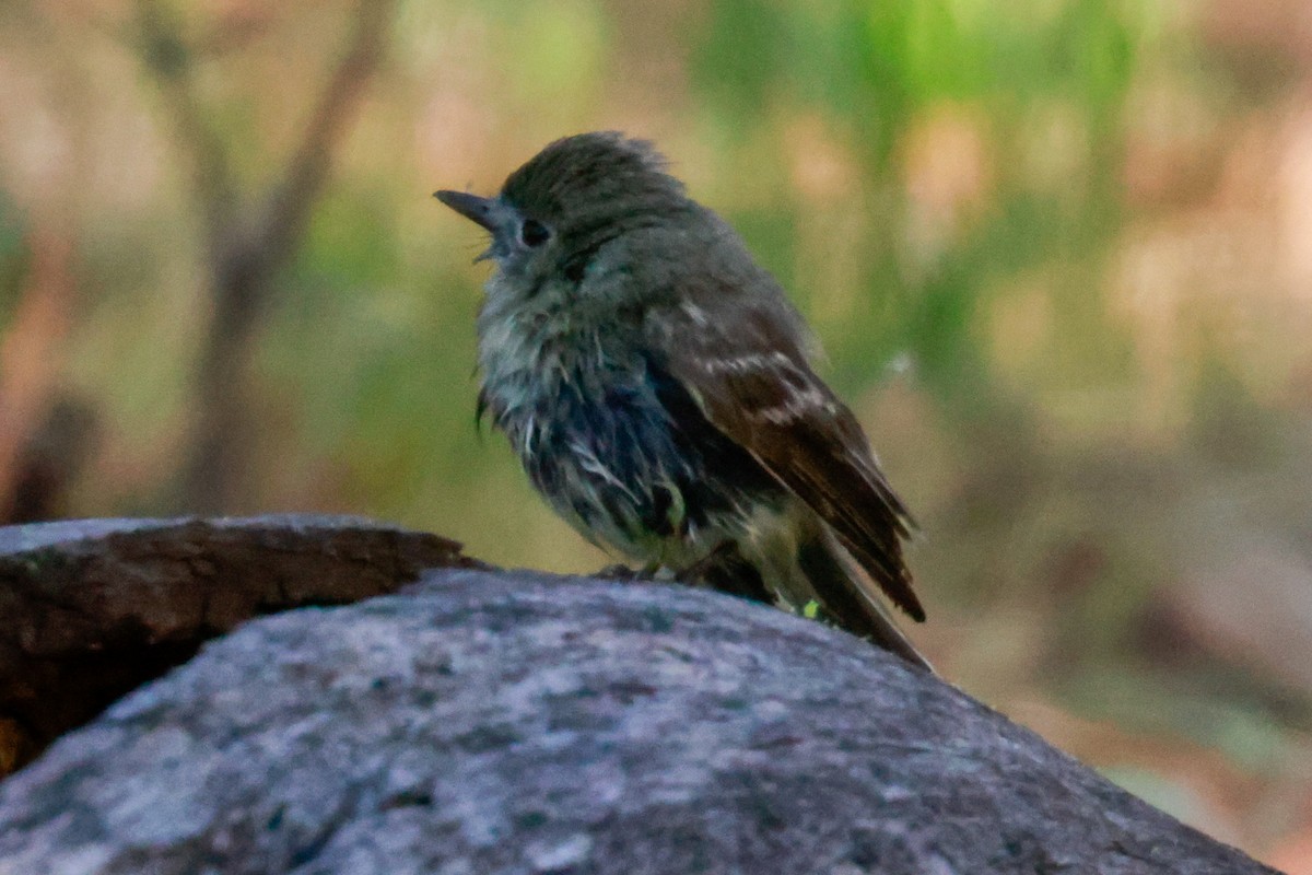 Dusky Flycatcher - ML570424221