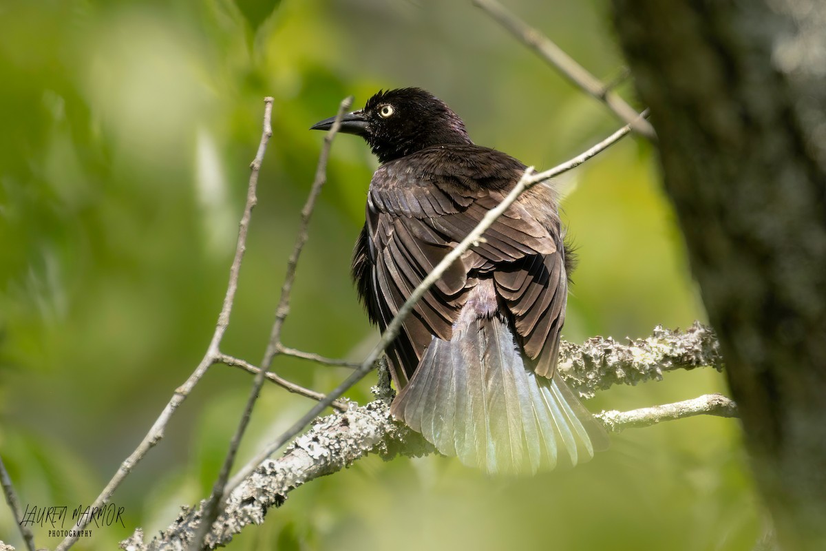 Common Grackle - ML570424341