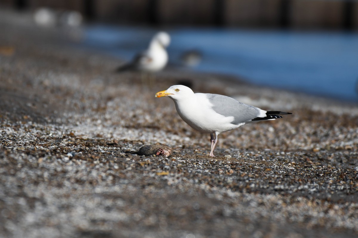 Herring Gull (American) - Eric Raul Castro-Dean