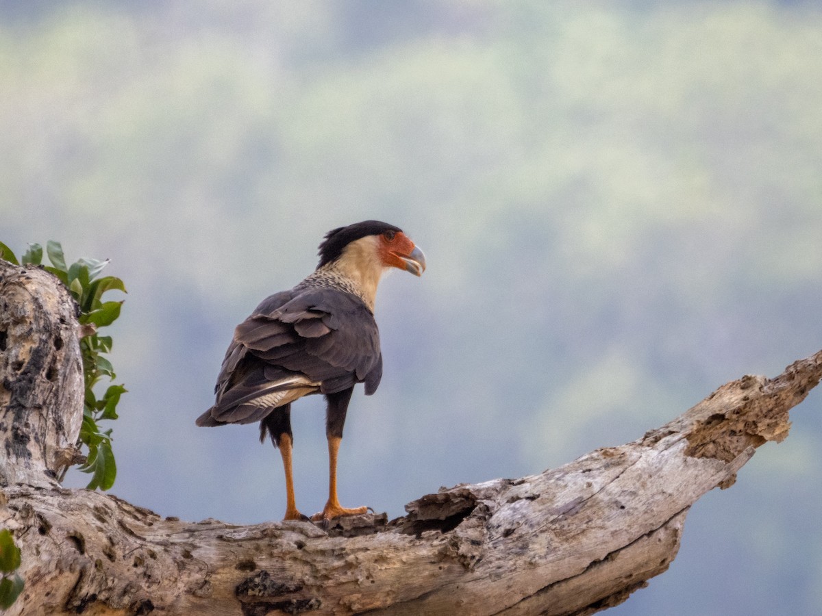 Caracara huppé - ML570426771