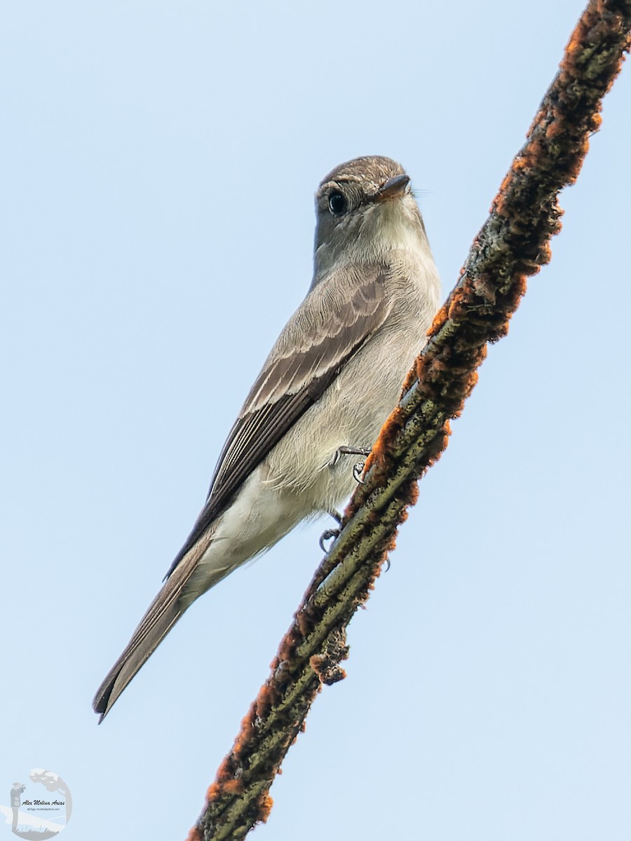 Western Wood-Pewee - ML570427841