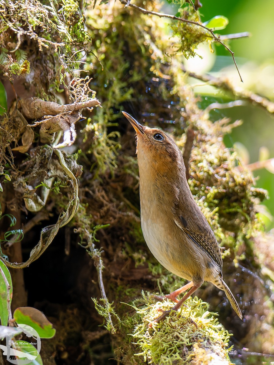 Ochraceous Wren - ML570428301