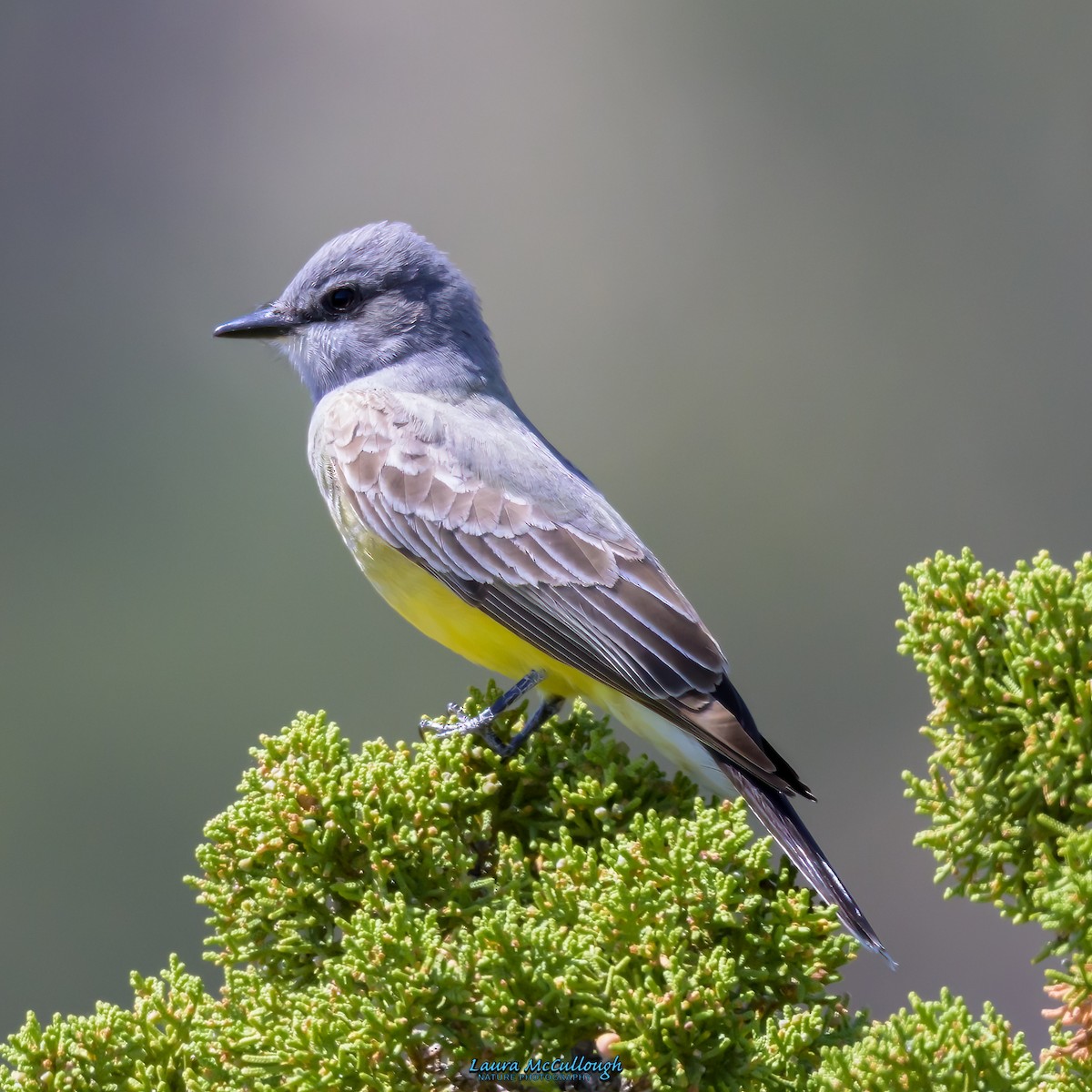 Cassin's Kingbird - ML570428351