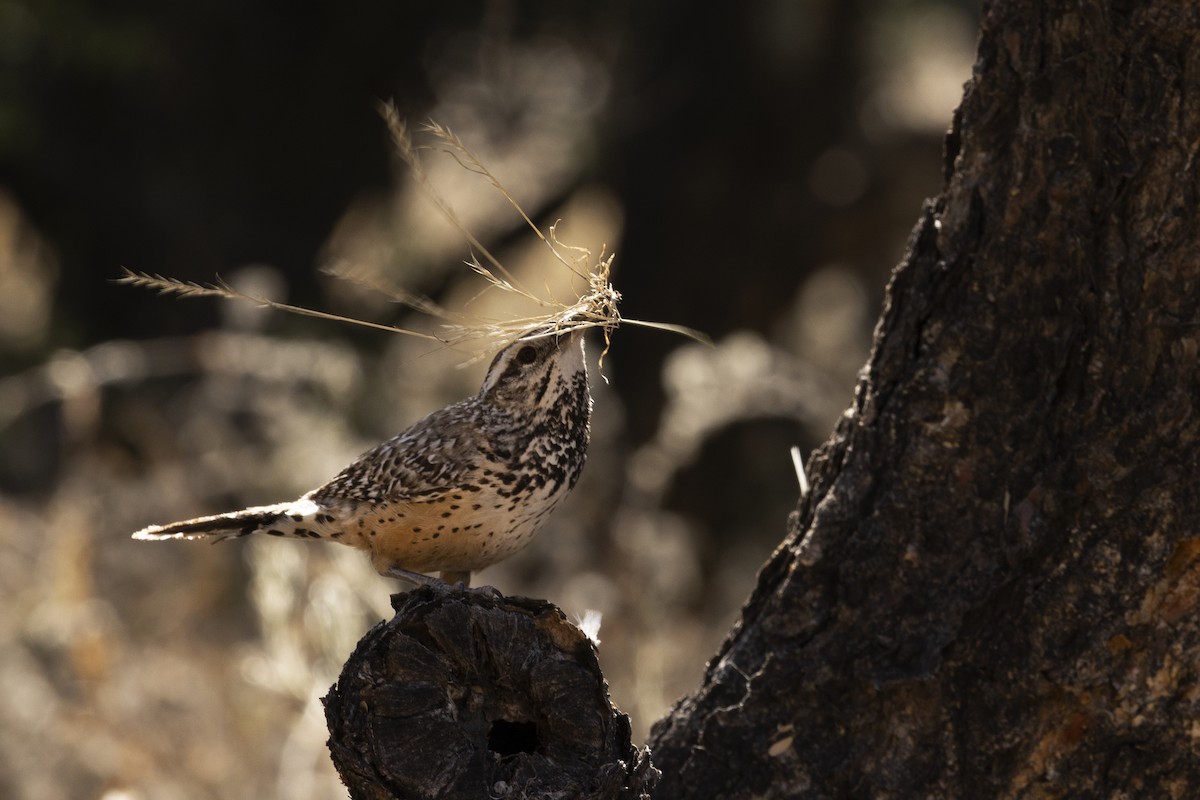 Cactus Wren - Ryan Trenkamp