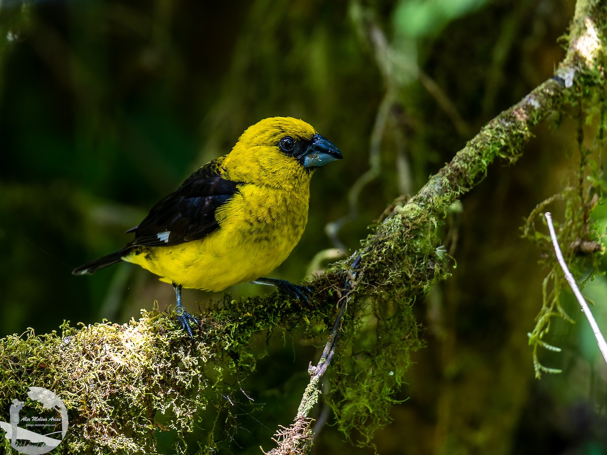 Black-thighed Grosbeak - Alex Molina