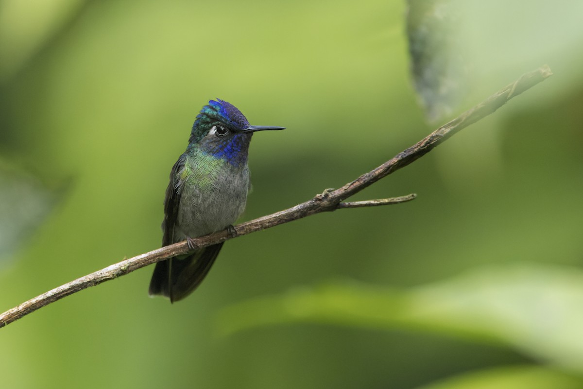 Violet-headed Hummingbird - Blair Dudeck