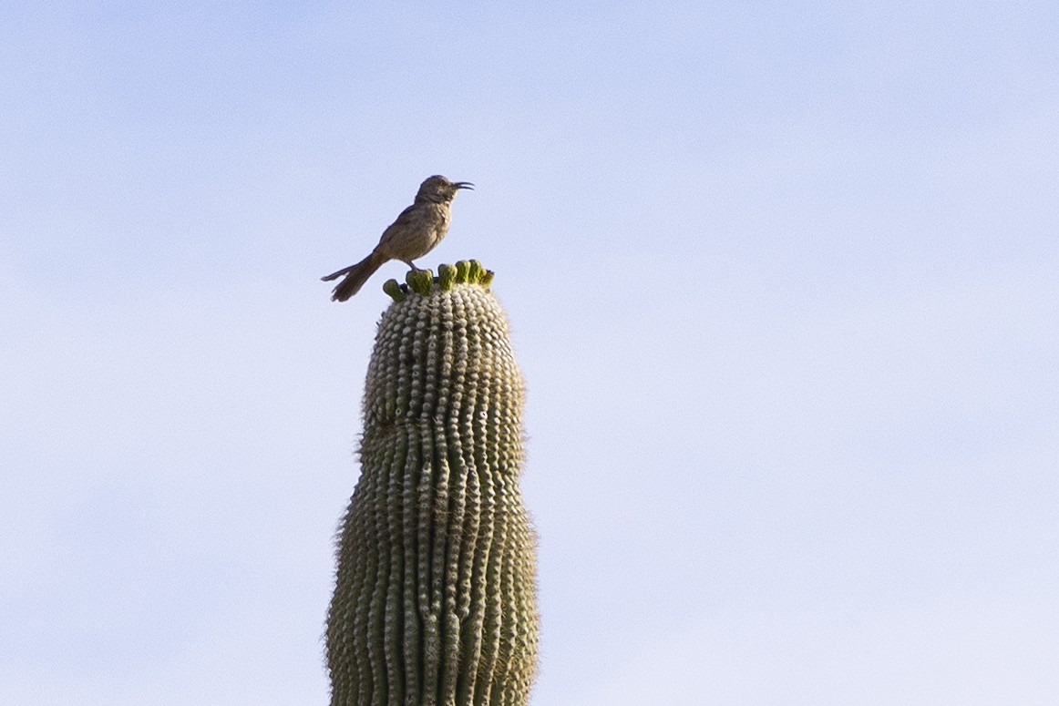 Curve-billed Thrasher - ML570430991