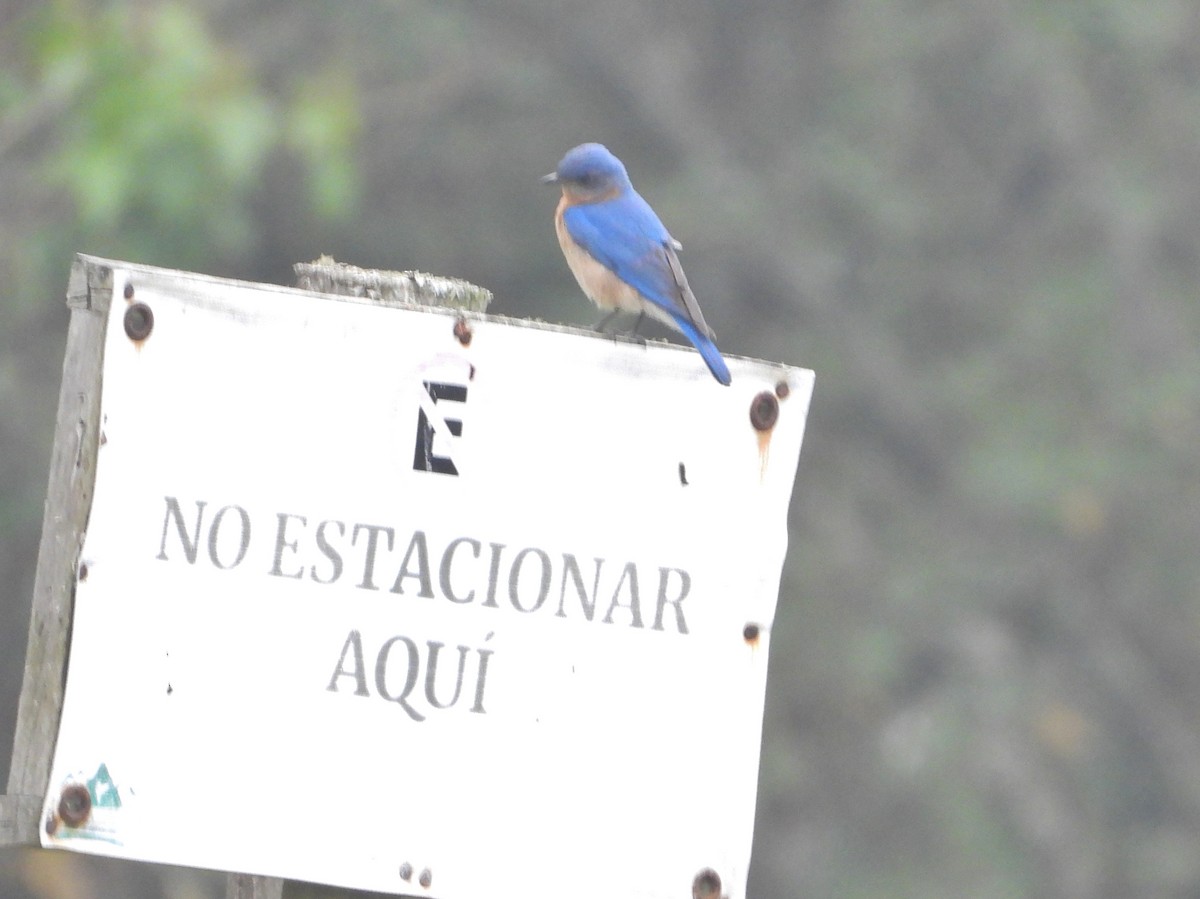 Eastern Bluebird - ML570431201