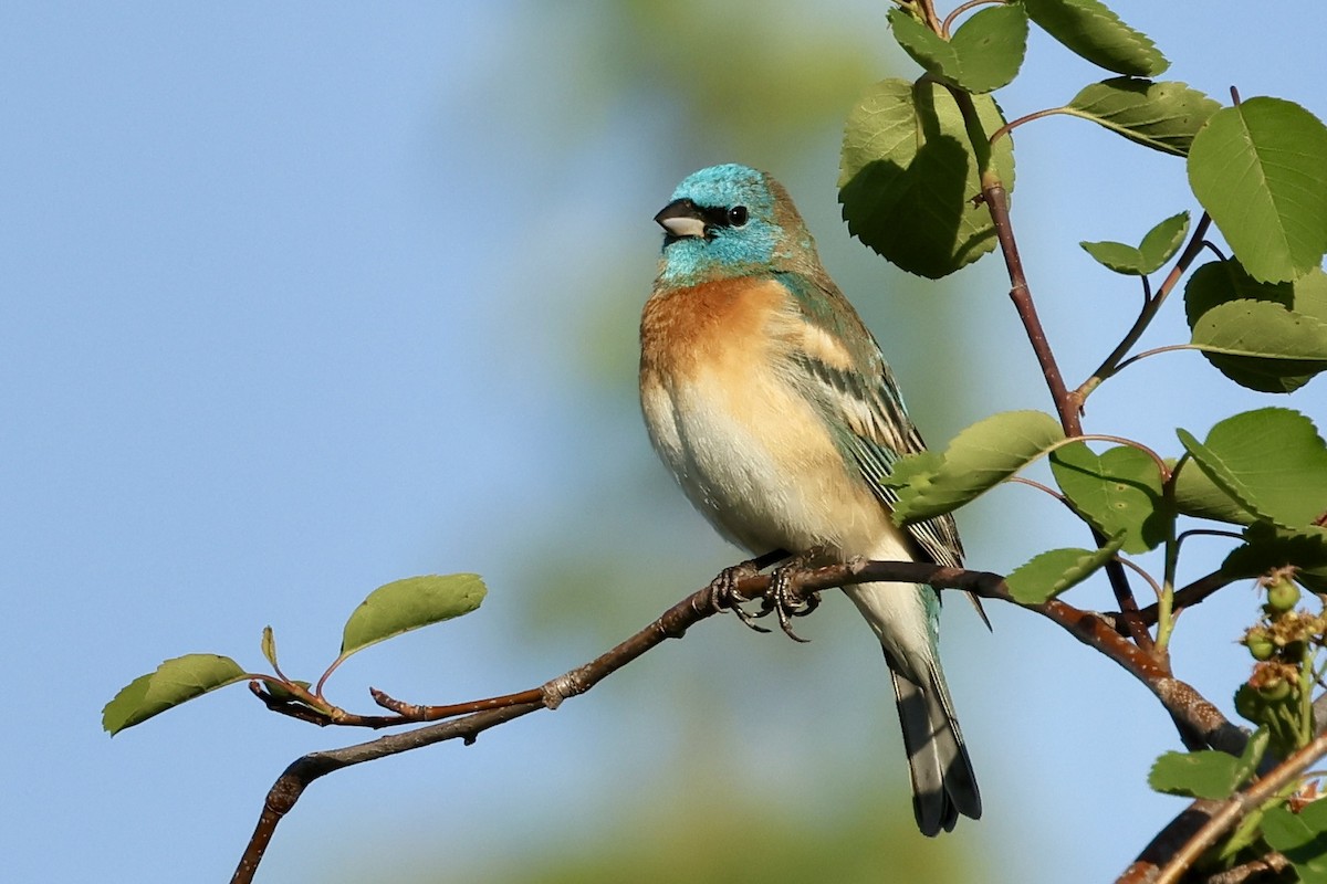 Lazuli Bunting - ML570431261