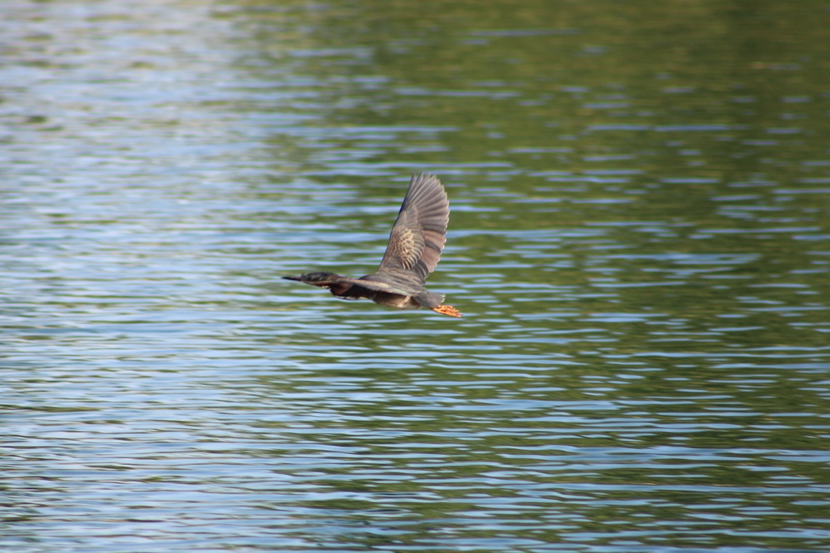 Green Heron - ML570431861