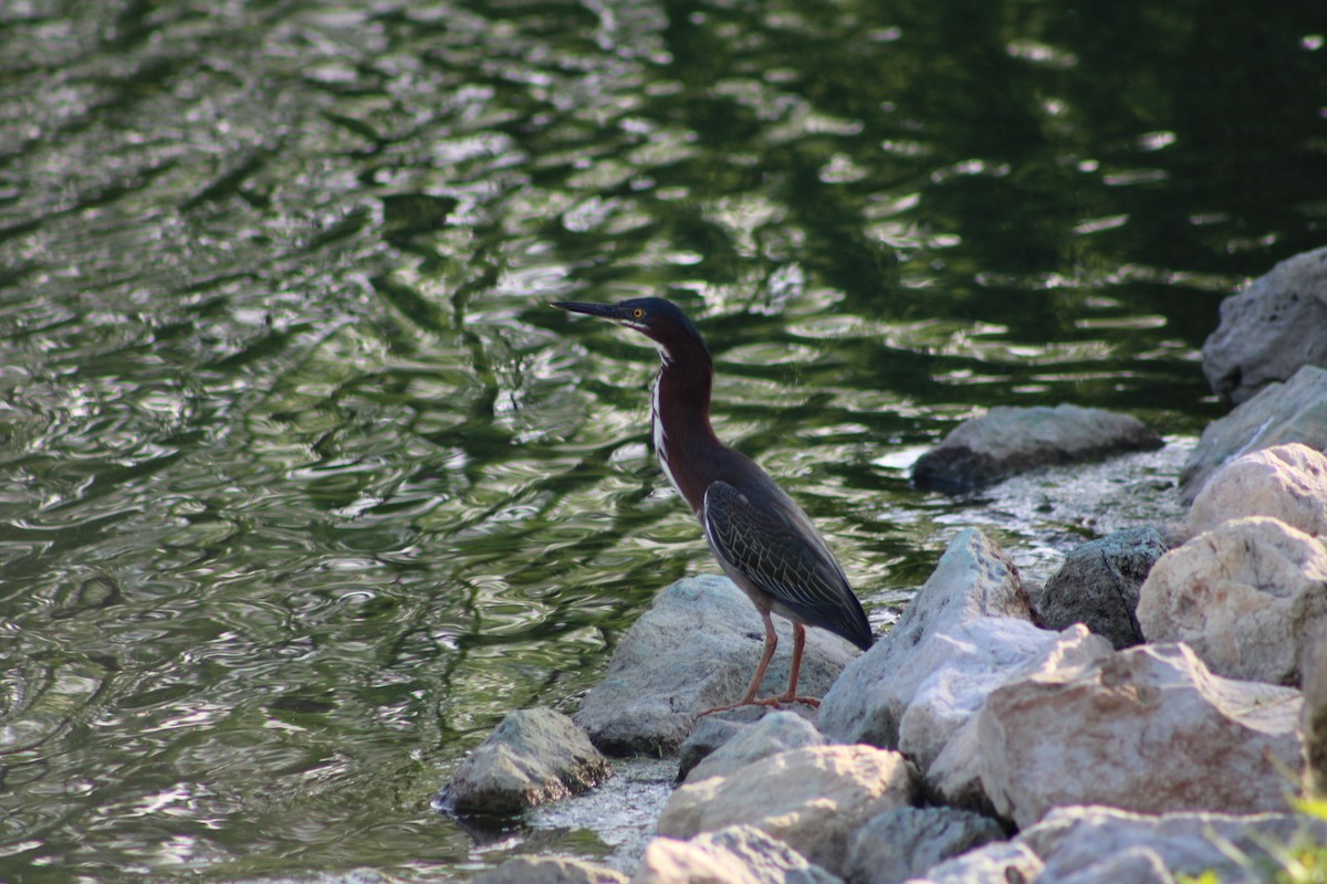 Green Heron - ML570431871