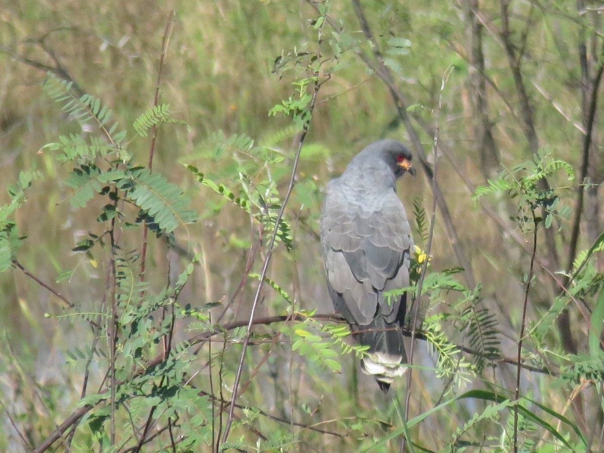 Schneckenbussard - ML570432701