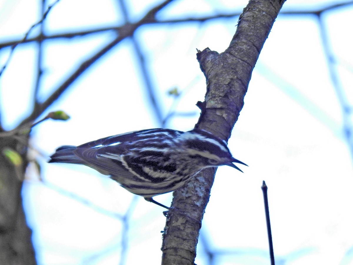 Black-and-white Warbler - ML570432731