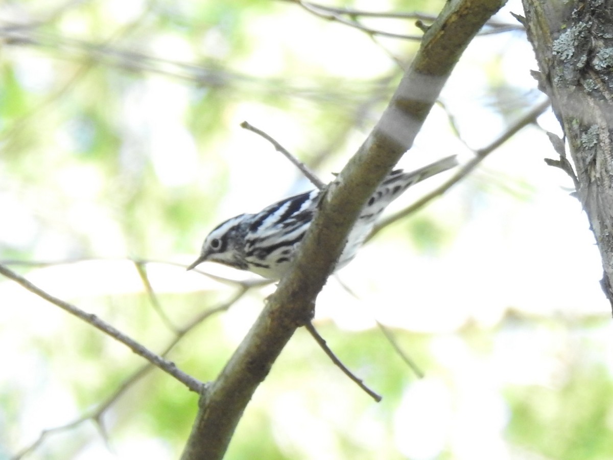 Black-and-white Warbler - ML570432861