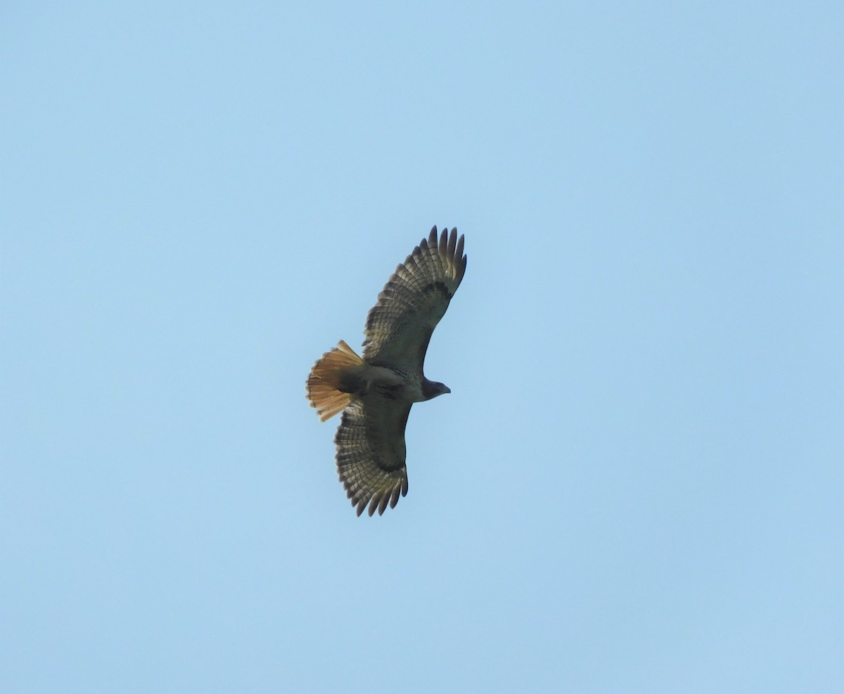 Red-tailed Hawk - Pete Huffer