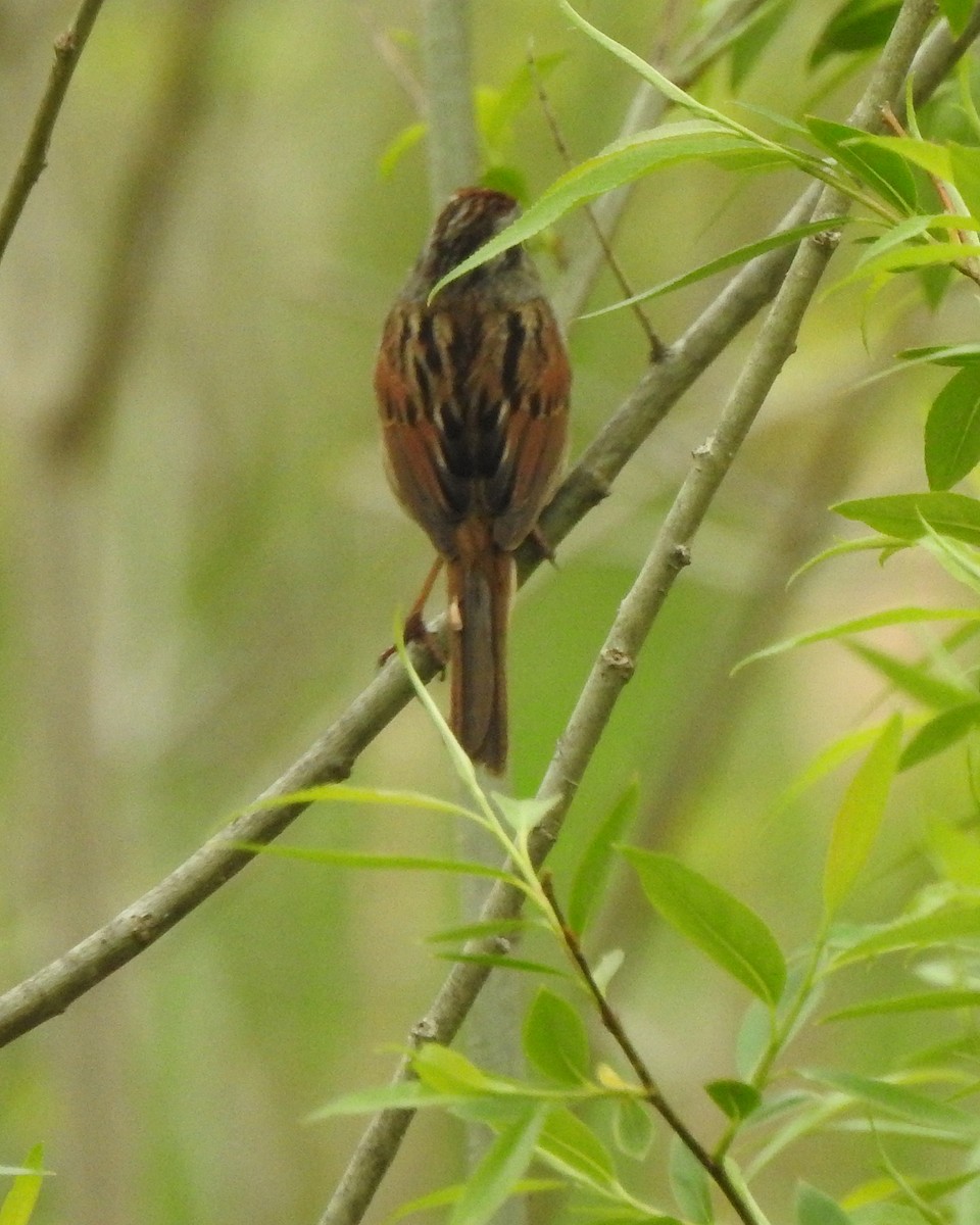 Swamp Sparrow - ML570433581