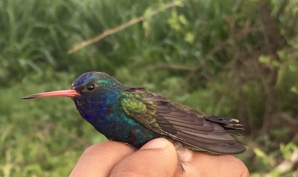 Turquoise-crowned Hummingbird - ML570434131
