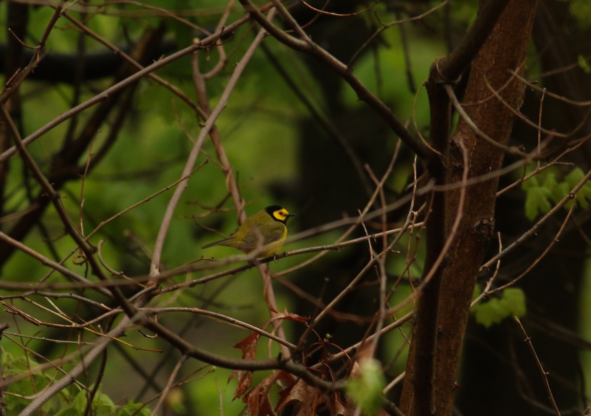 Hooded Warbler - Nathan Dubrow