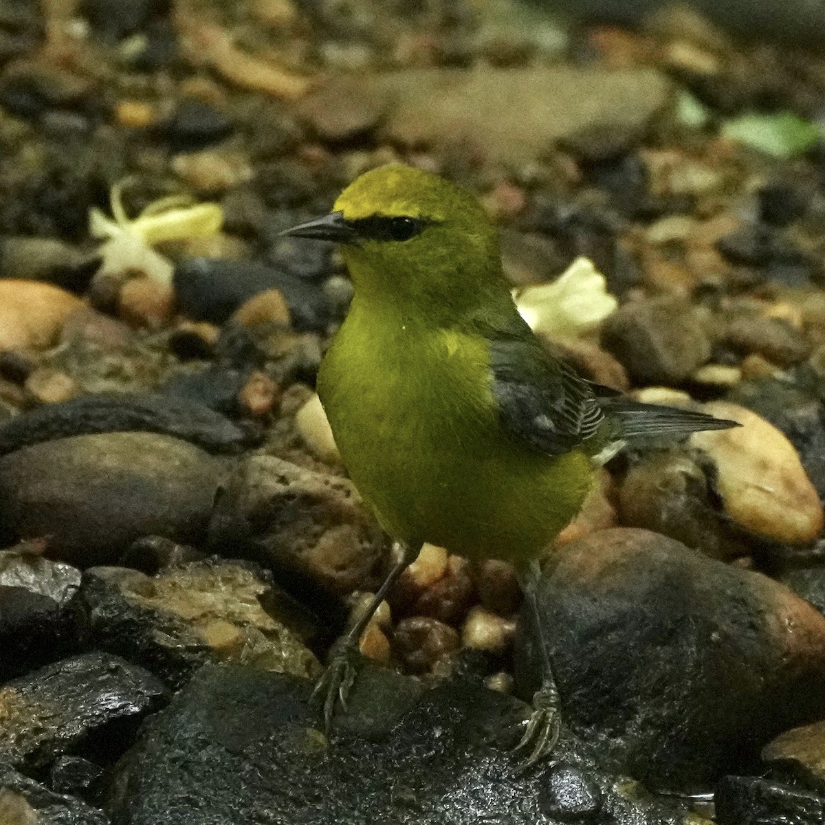 Blue-winged Warbler - ML570436821