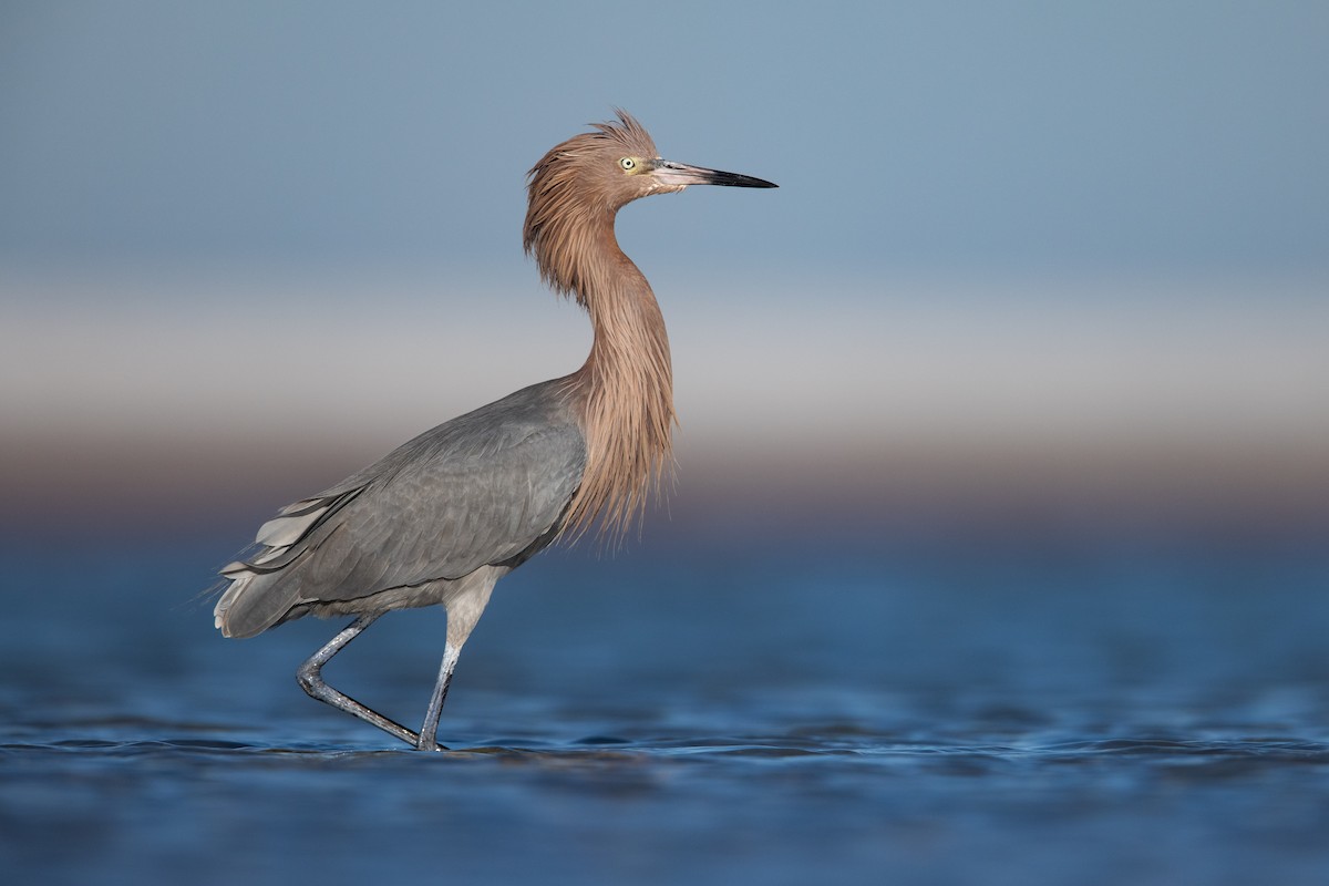 Reddish Egret - ML570438161