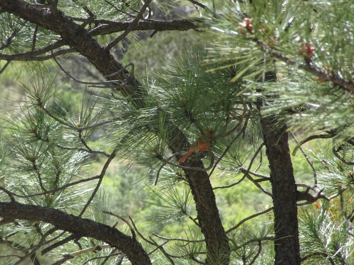 Summer Tanager - ML570438471