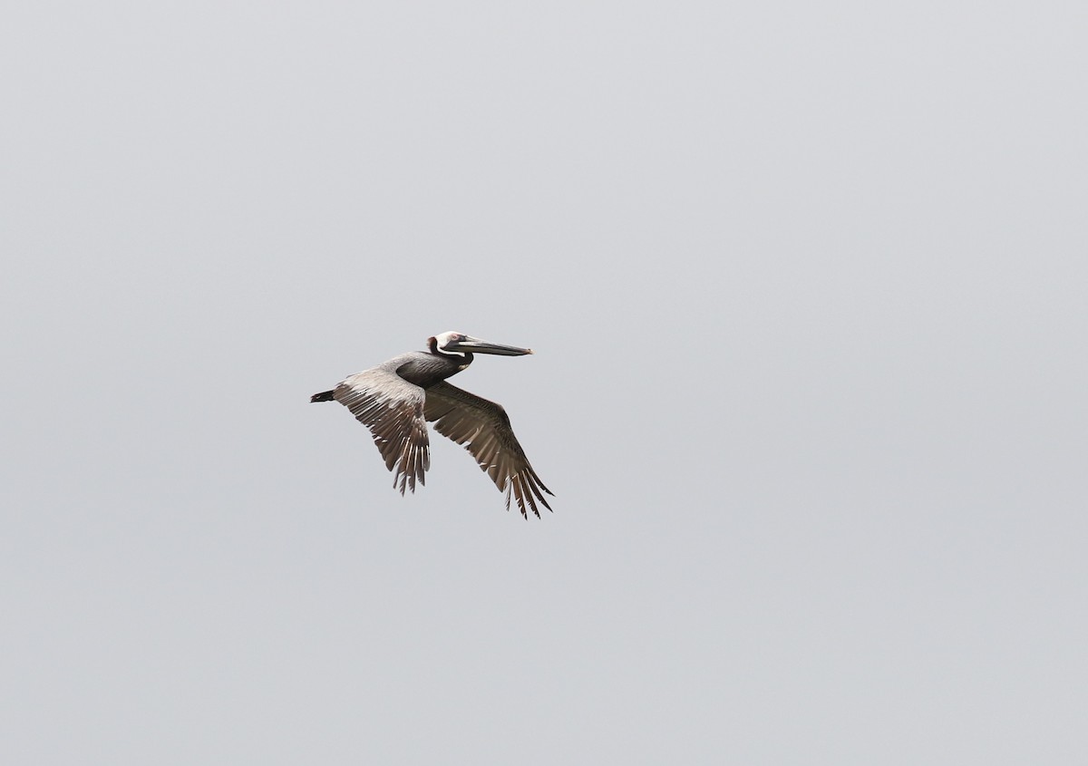 pelikán hnědý (ssp. carolinensis) - ML57043861