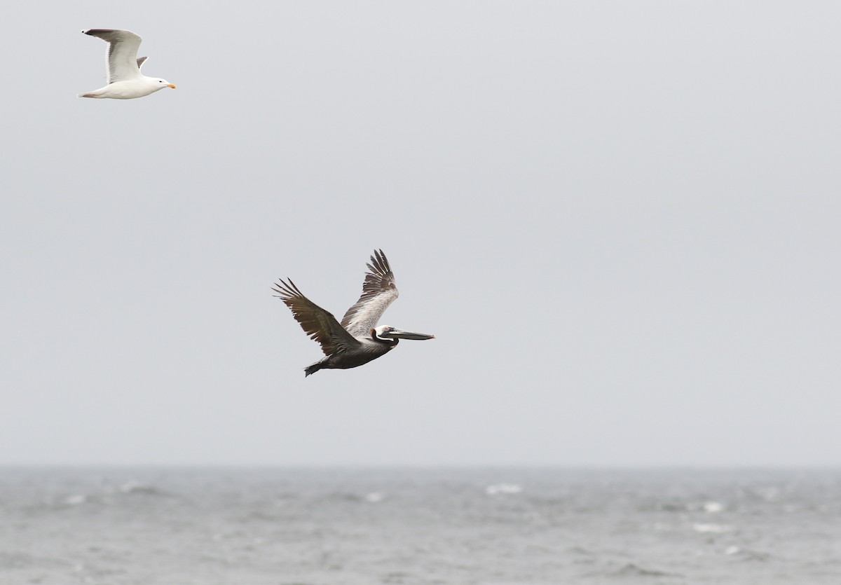 pelikán hnědý (ssp. carolinensis) - ML57043871