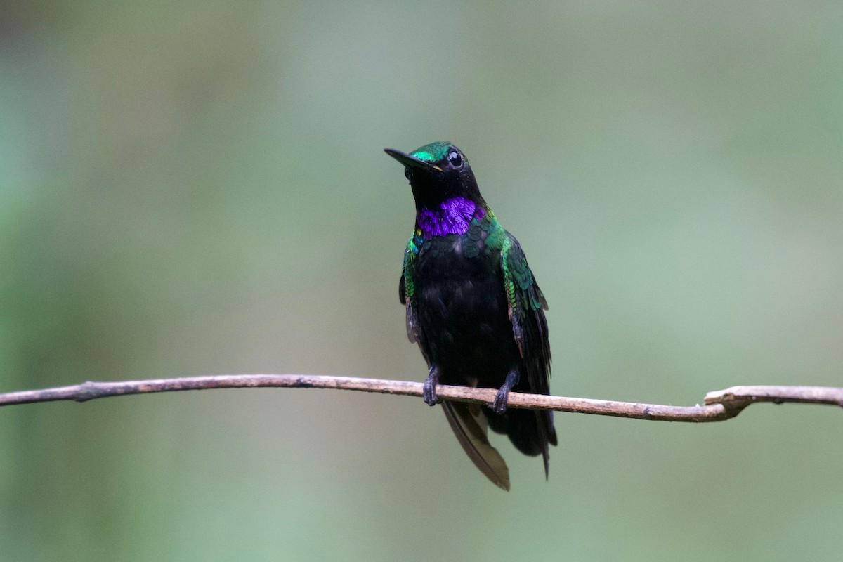 Black-throated Brilliant (Black-throated) - Johan Bergkvist