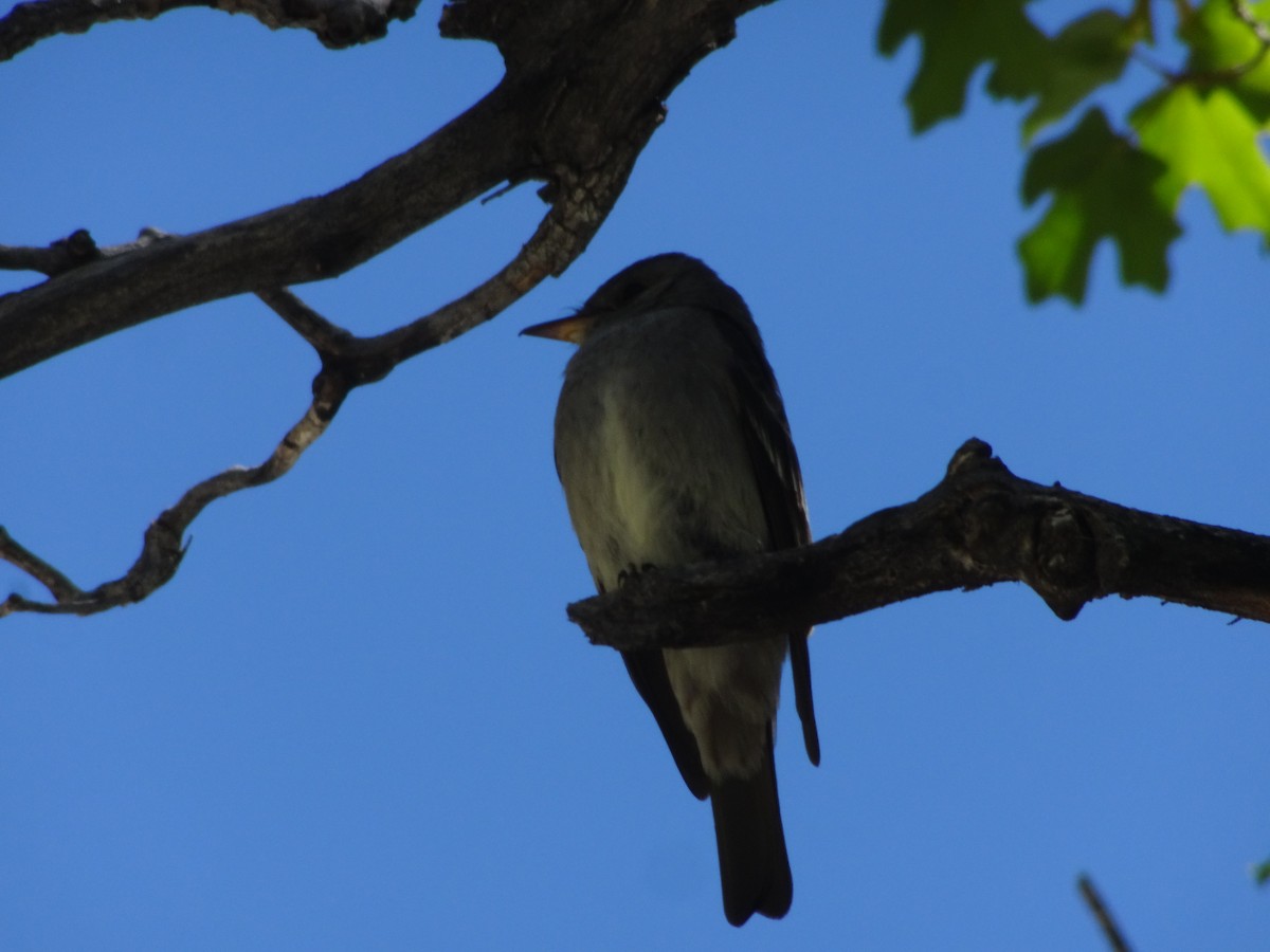 Western Wood-Pewee - ML570438991