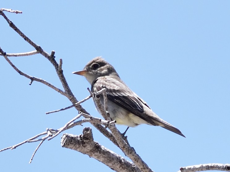 Western Wood-Pewee - ML570439121