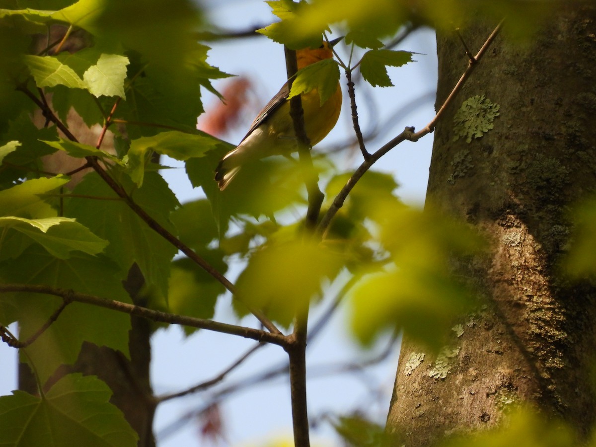 Prothonotary Warbler - ML570439961