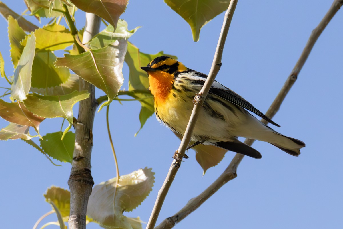 Blackburnian Warbler - ML570440001